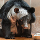 Illustration for article titled This is the first bear to ever have brain surgery
